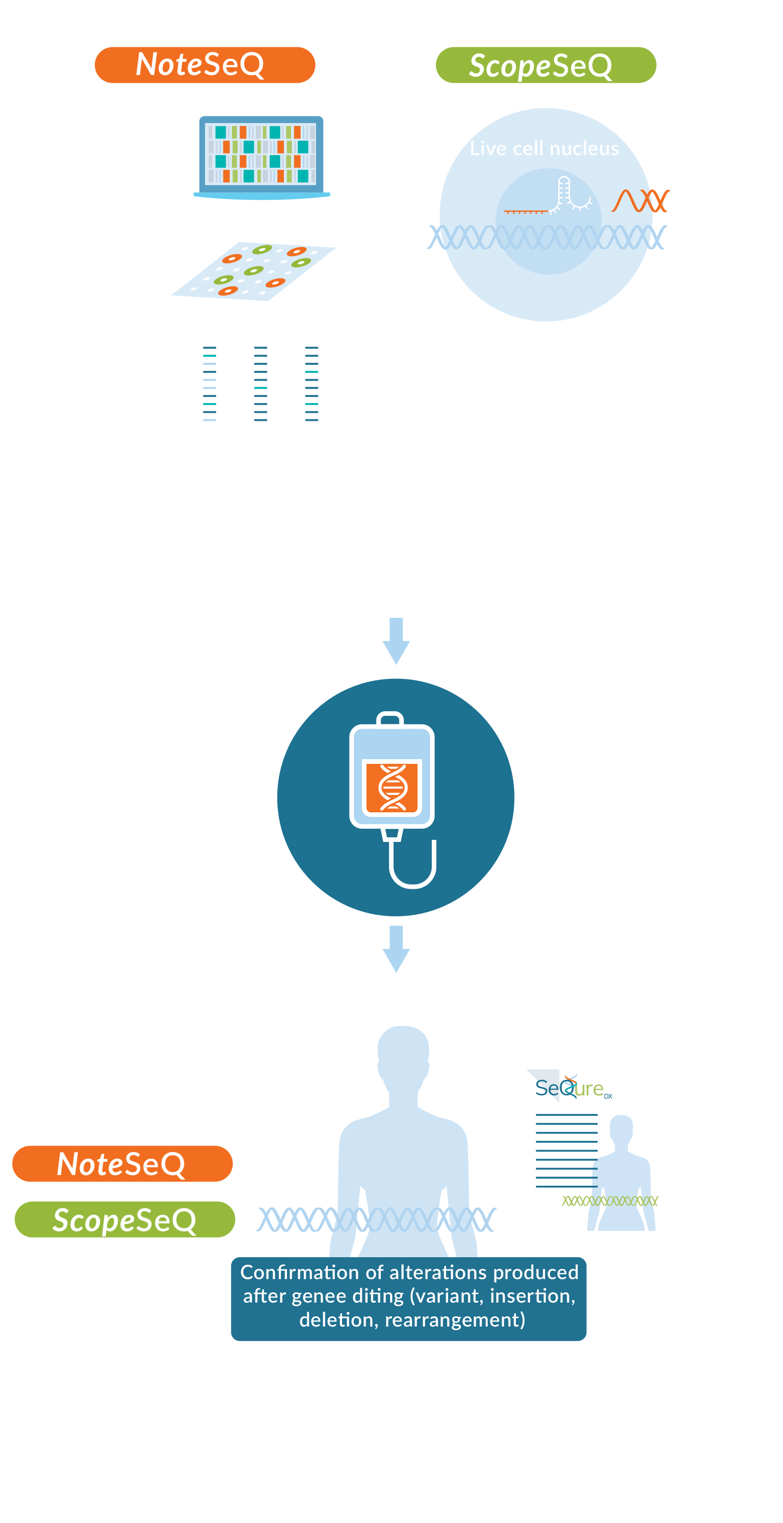 OneSeq Infographic showing process of using NoteSeq and ScopeSeqphic